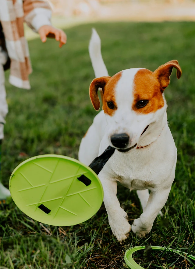 Haustierprodukt-Bild